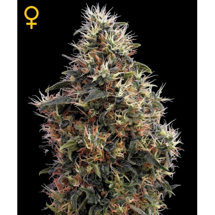 Sweet Mango Autoflowering